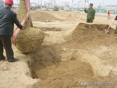 樹穴是什麼|種植穴:種植穴又稱栽植穴、樹穴，在栽植苗木前以所定的栽植點。